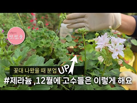 제라늄12월,꽃대나올때 분갈이#꽃대분업 #꽃대분갈이 #꽃나올때분갈이