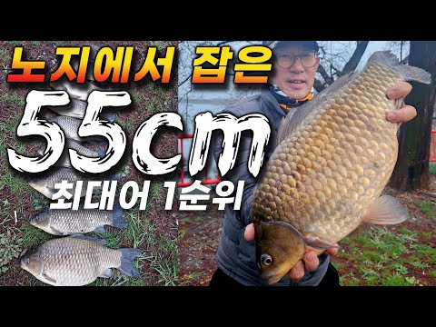 The best carp ever_ 55!! 49!! 48.5!! The problem solver's life fishing!
