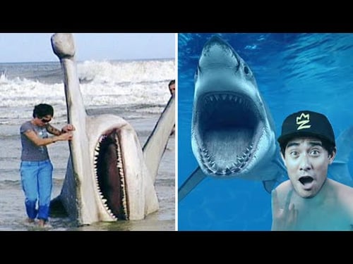 Top New Zach King Funny Magic Vines - Best Magic Tricks Ever 2021