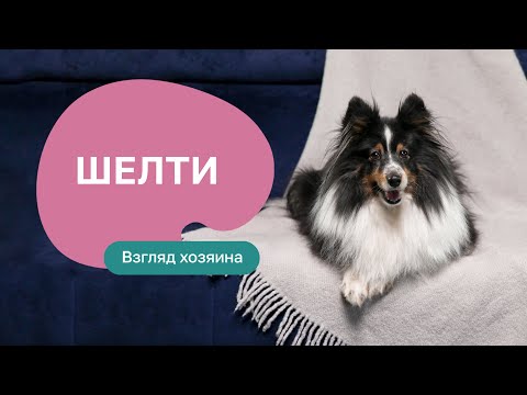 Шелти — все о породе, плюсы и минусы — шоу «Ожидание/реальность»
