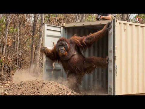 Watch These Animals Being Freed For The First Time in Their Life!