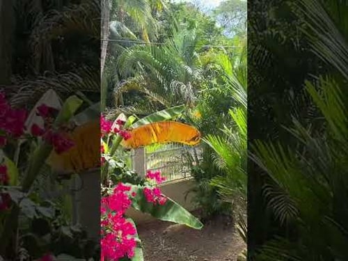 Soft Life in Panama π΅π¦ #lifeinpanama #slowliving