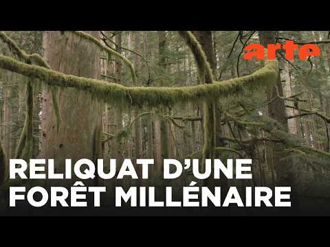 La forêt côtière du Pacifique | Canada, la force de la nature | ARTE Évasion