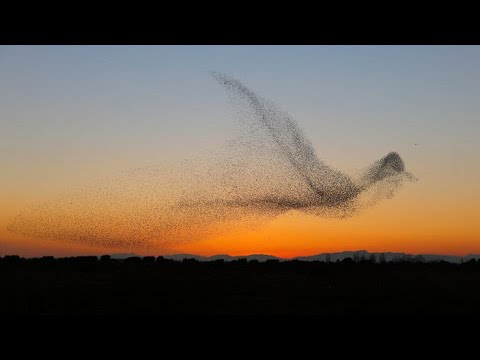 Murmuration. An unusual phenomenon in the world of birds.