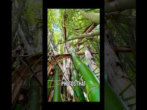 Quickly & easily - Master your iPhone Camera modes and make your photos & videos look amazing! 📸✨