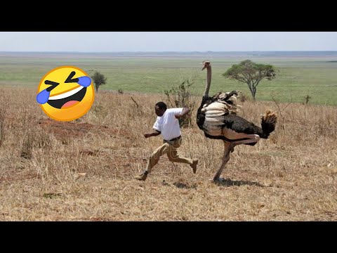 TRY NOT TO LAUGH π Best Funny Videos Compilation πππ Memes PART 244