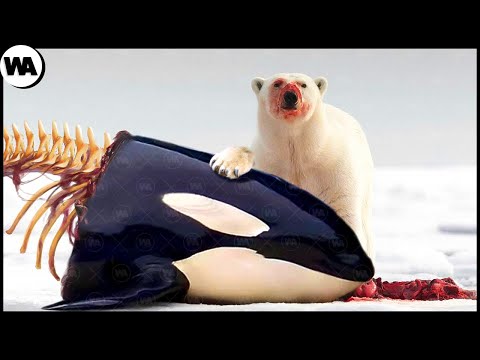 When an Orca Meets a Hungry Polar Bear