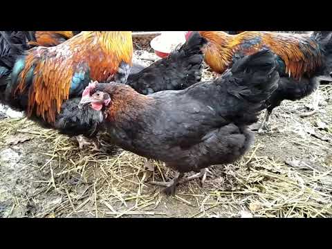 Маран , достоинства и недостатки.