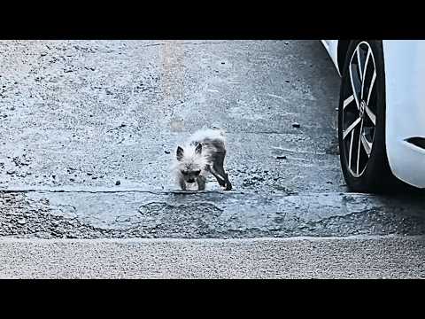 A gaunt stray dog painfully dragged his crippled hind legs forward, his destination unknown to all.