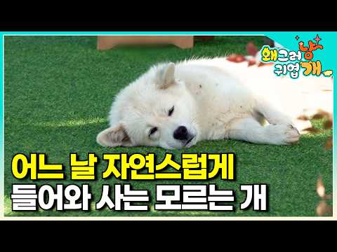 "I've been a boarder for six months." A charming dog who naturally settled into this house after ...