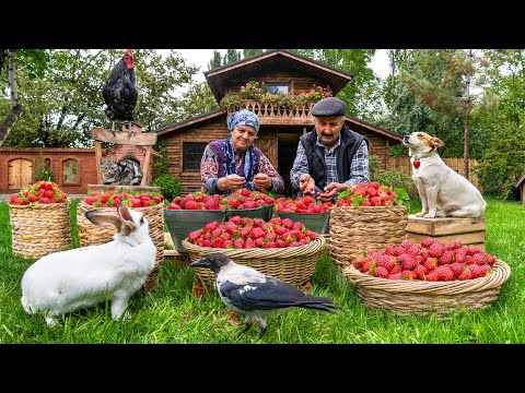 🍓 First Strawberry Harvest of the Year | Making Strawberry Cake & Jam