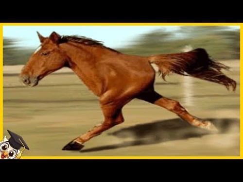 10 Horses That Are Only Born Once Every Thousand Years