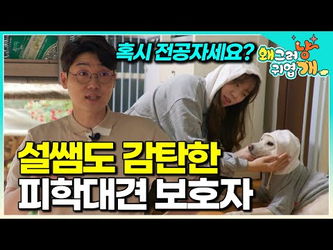 Dogs who survived hell… The guardians never gave up on the dogs who closed their hearts│#Whyareyo...