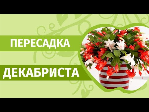 Обильное цветение Декабриста гарантировано! Как пересадить кактус Декабрист.