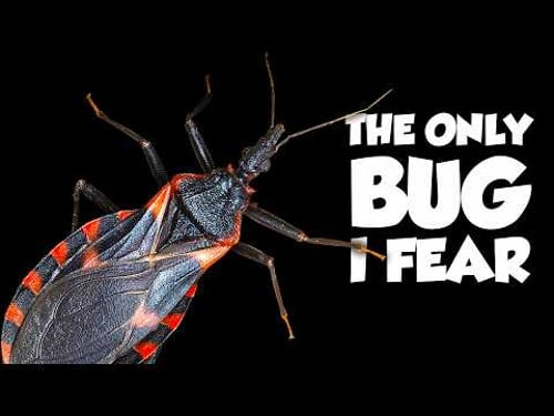 The World's Deadliest Bug ISN'T From Australia