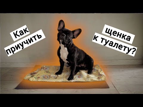 Как приучить щенка к пелёнке и уличному туалету?