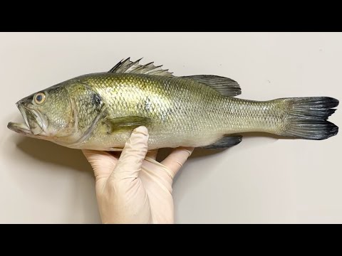 당신이 '배스'에서 보지 못한 것들 - 큰입배스 해부