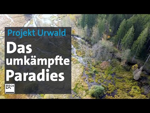 Der Bayerische Wald - das umkämpfte Paradies | Abendschau Reportage | BR24