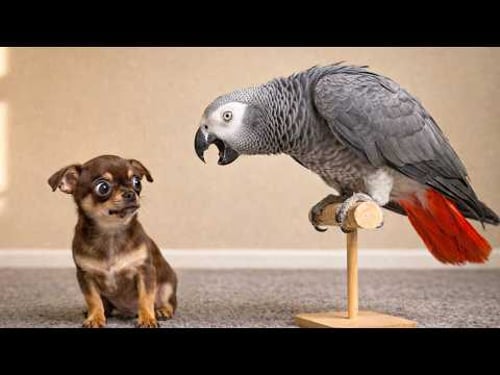 Smartest Talking Parrots vs Dogs: The Funniest Reactions Ever 😂🦜