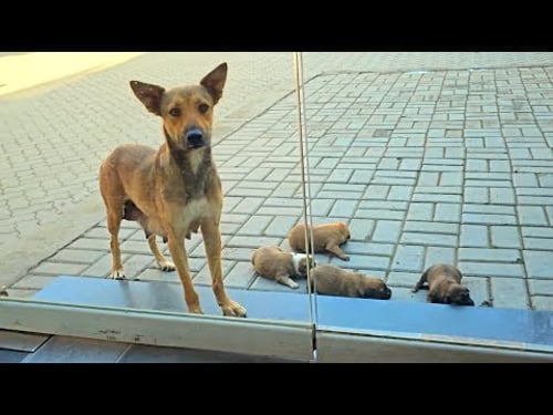 A stray dog I sheltered from the rain a week ago brought her puppies today! ππΆ
