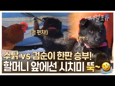 수탉이랑 싸워놓고 할머니 앞에선 시치미 뚝! 떼는 여우 같은 검순이ㅋㅋㅋ🐶🖤 | KBS 환경스페셜 130206 방송