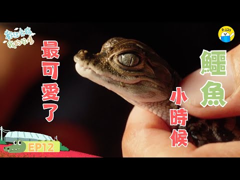 鱷魚🐊小時候最可愛|歡迎光臨我的牧場 EP12│小公視│ 11歲女孩的鱷魚場生活