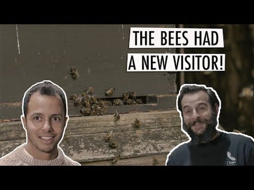 Making Furniture Polish With Bees! (featuring Will Kirk)