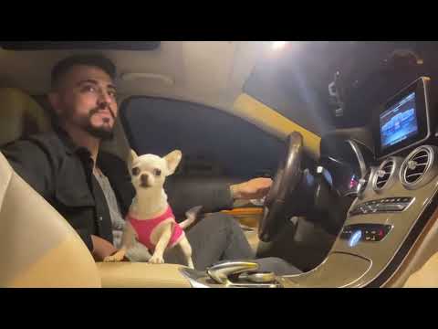 a normal day with the princess❤️