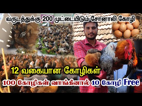 Sonali Kozhi lays 230 eggs per year | Buy 100 chickens and get 10 free | Sonali Kozhi