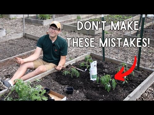 From Beginner to Pro Secrets to Perfect Tomatoes Revealed - AVOID These Mistakes