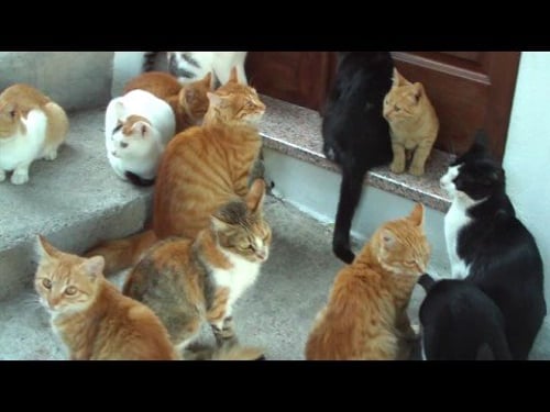 A few lucky stray cats in Lindos, Rhodes