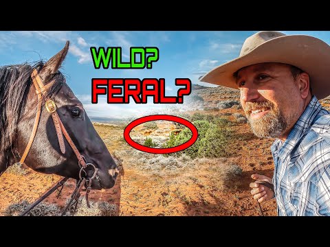 Can’t Find the Wild Horses!