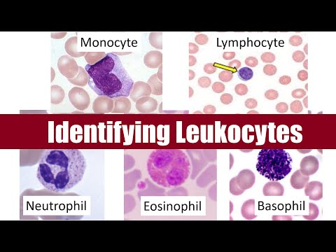 Identifying Leukocytes