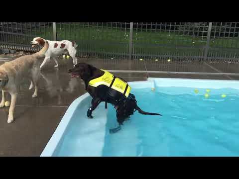 Rocky - Swim Therapy 2