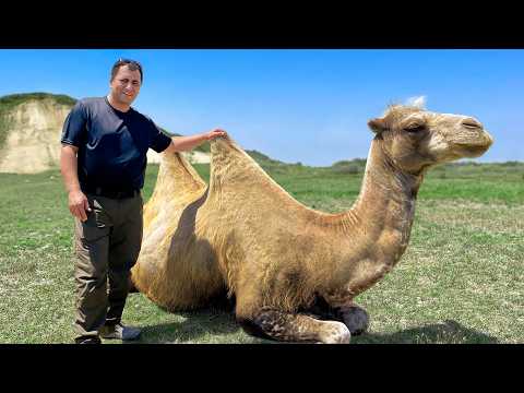 شوي جمل كامل في عيد الأضحى للقرية كلها! لا يمكن الاستغناء عن حفارة 🐪