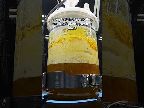 Growing Penicillin from a SLAB of Mold