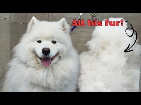 The Most Satisfying Dog Groom You'll EVER See! - SO. MUCH. FUR.