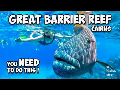 Snorkeling the Outer Great Barrier Reef - Best Day Ever in Cairns