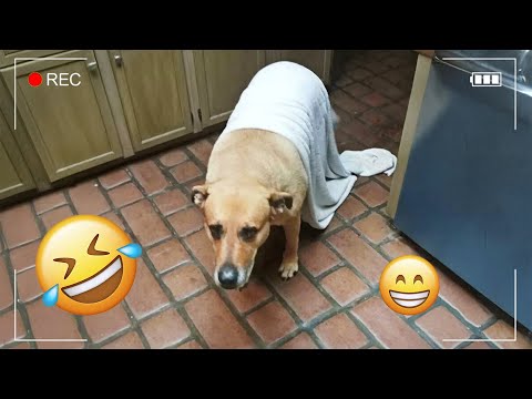 I dare you not to LAUGH at these FUNNY DOGS 😁🦮 - Best Funny Animals Videos 2025 #62