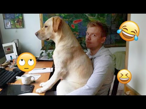 I dare you not to LAUGH at these FUNNY DOGS 😁🦮 - Best Funny Animals Videos 2025 #140