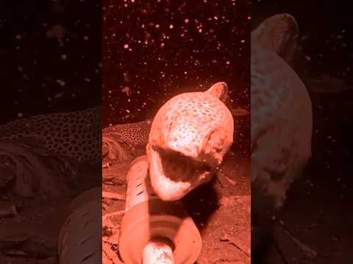 I Dropped a Night Vision Camera to the Bottom of the Bali Sea