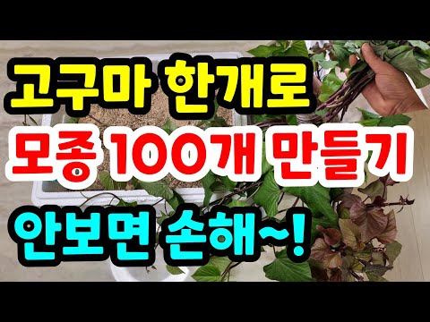 고구마 한개로 모종100개 만드는방법 집안에서 고구마 모종 키우기 #고구마싹내는법#고구마심는시기#고구마심는법#고구마순#고구마줄기#시골#친환경#주말농부 #건강#텃밭#전원생활#초보농부