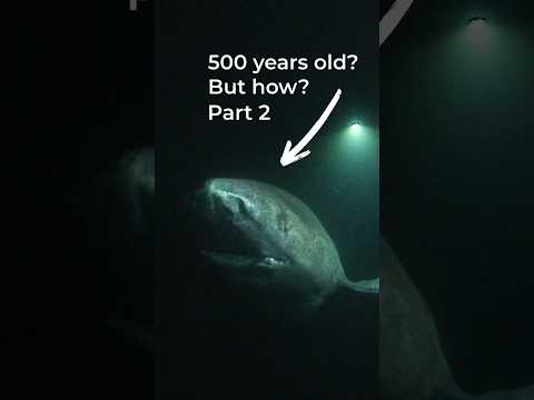 How Greenland sharks live to be 500 years old PART 2