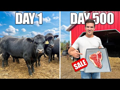Building Cattle Business From Scratch (Steak for Sale)