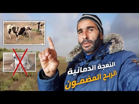 فرصة لا تعوض: مستحيل تخسر فهاد المشروع تربية الأغنام الدمانية،؟🐏