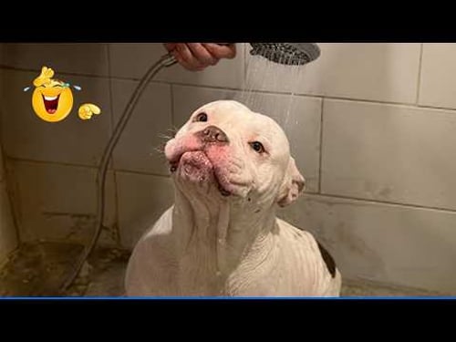 The Funniest Dog Moments Compilation ๐น๐ถ Best Of The Funny Animal Videos