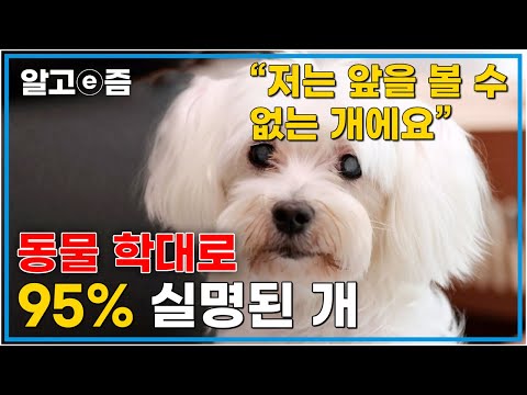 “기적이 일어났어요” 애니멀 호더에게서 구출한 실명 위기의 개를 돌봐 세상을 보게 하다.│세상에 나쁜 개는 없다 │ 알고e즘