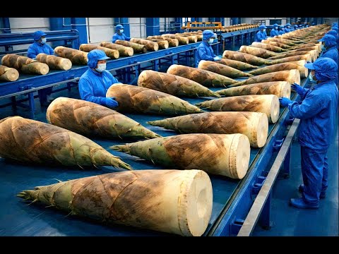 Inside a High-Tech Bamboo Shoot Drying Factory From Fresh Bamboo to Premium Dried Product