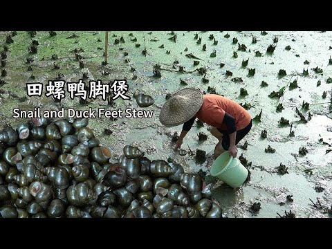 秋收后,稻田里的田螺,肥美多肉,捡一篮子回来,用最原始的方式烹饪,做成美味的田螺酿和田螺鸭脚煲,锁住田螺的鲜美。和家人一起分享特色的传统美食#中国美食 #家庭菜 #美食 #cooking #传统文化