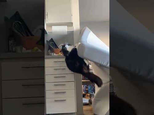 Cat’s bad luck of the day! #cat #funnycats #catlovers #funnymoments #fyp